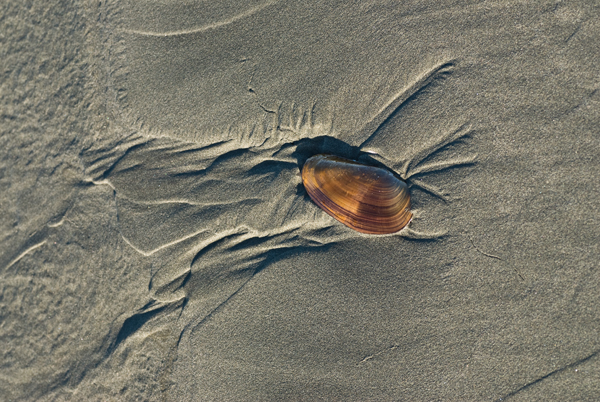 razor clam shell