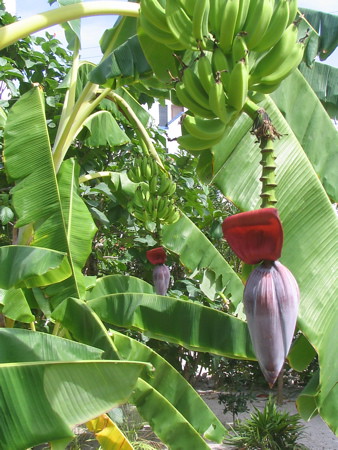 Bananas in bloom