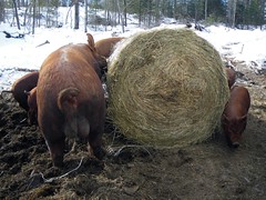New bale to the pigs