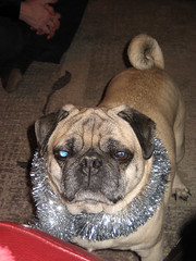 norman does not like his tinsel necklace