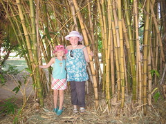 Hiding in the bamboo