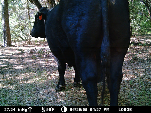 a camera full of bull