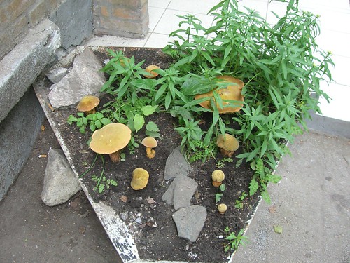 Home grown mushrooms ;-) ©  S Z