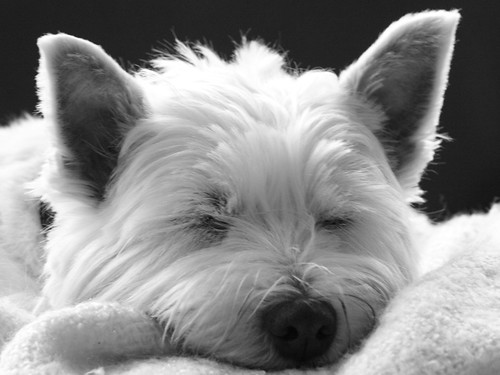 Sleeping Westie Dog - West Highland Terrier by MyDigitalSLR