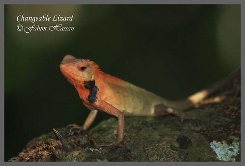 Garden Lizard ( male on display)