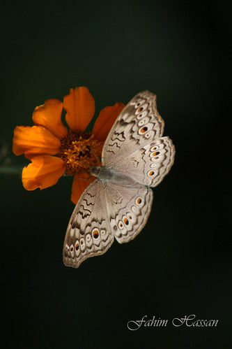 Butterfly (Grey Pansy)