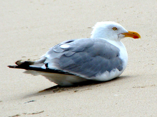 herring gull closeup