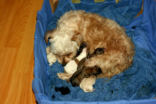 6 new puppies