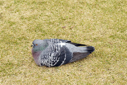 pigeon rest