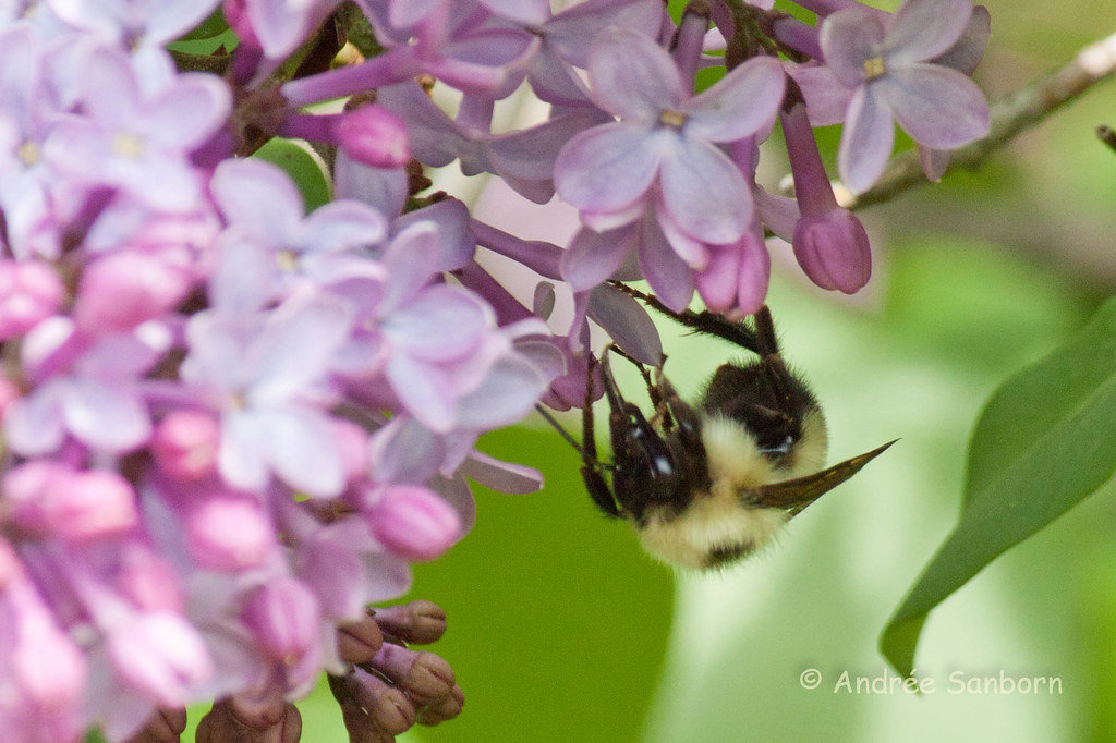Bumblebee on Lilacs-1.jpg