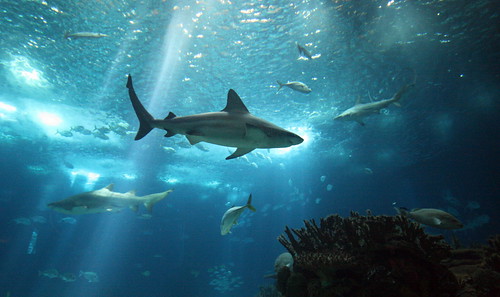 Lisbon Day 4 57 Oceanario sharks
