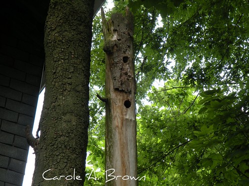 Woodpecker nests