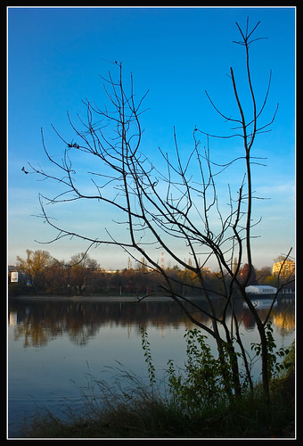 the tree and the lake