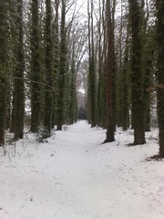 Treeline in Snow