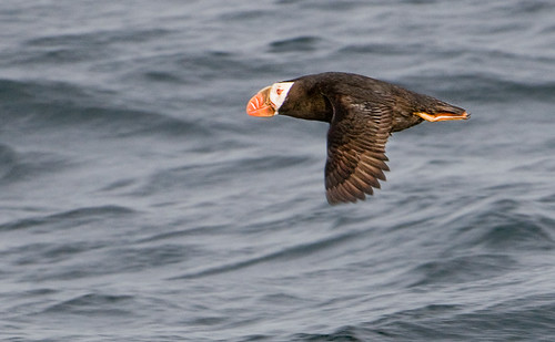 Turfted Puffin