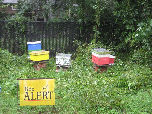 Active hives at the Oakhurst Community Garden