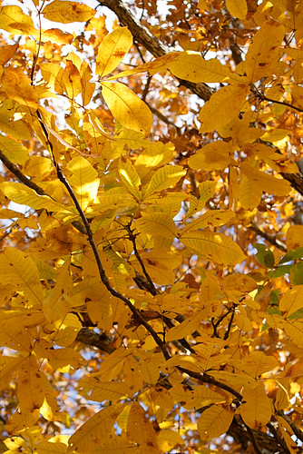 leaves in yellow