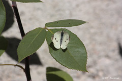 Borboleta na Folha / Butterfly on leaf