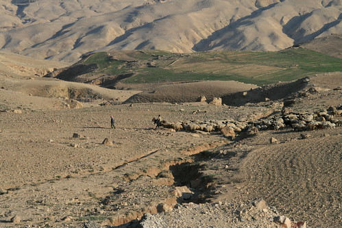 Un berger et son troupeau dans le désert