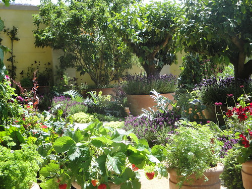 Potted Edibles in courtyard