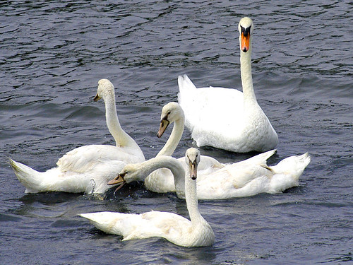swans squabbling copy