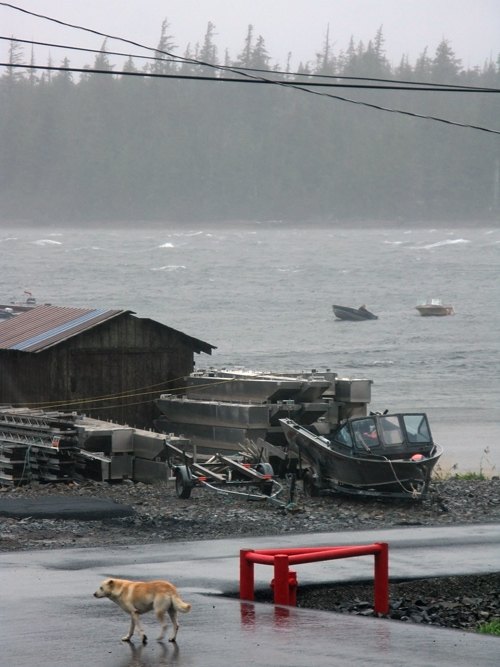 a wet and windy scene with a dog on the street and a boat in the water from Hydaburg, Alaska