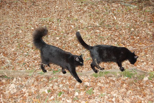 woodland cats