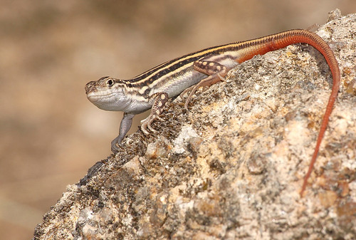 Lagartixa-de-dedos-denteados, juvenil / Spiny-footed Lizard, juvenile (Acanthodactylus erythrurus) by Armando Caldas.