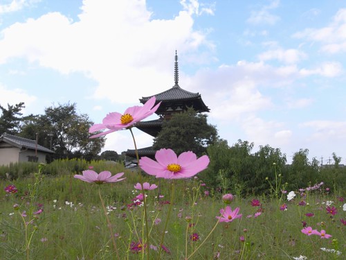 世界遺産『法起寺』三重塔とコスモス＠斑鳩町 (by 奈良に住んでみました)