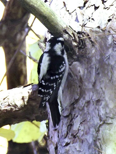 backyard woodpecker 3