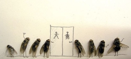 Flies Waiting For The Bathroom