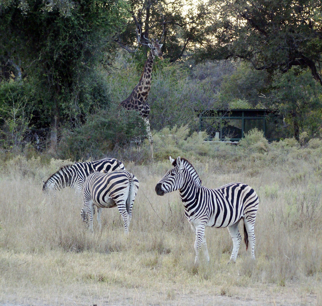 DSC09023 Burchell's Zebras and Southern Giraffe
