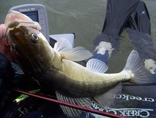 Gunther Van Ginnekin caught this monster zander (walleye) from his flost tube. What an beautiful fish! Thanks, Gunther! 