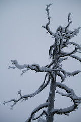 A snowy dead standing pine