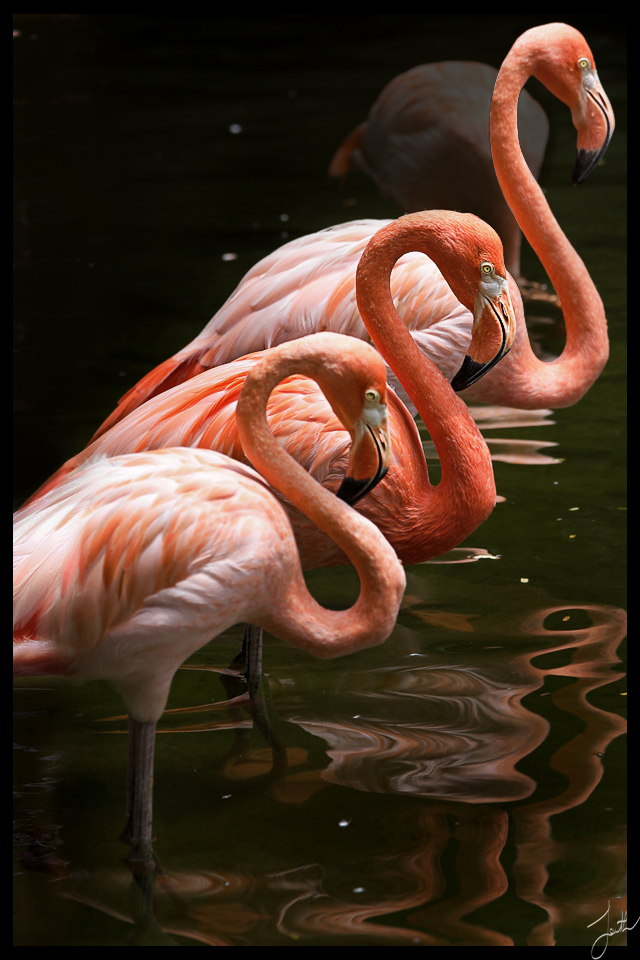 flamingo tango