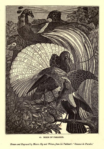 002-Aves del paraiso-One hundred and fifty wood cuts, selected from the Penny magazine 1835