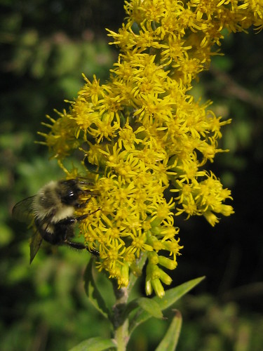 last bumblebee of summer on goldenrod