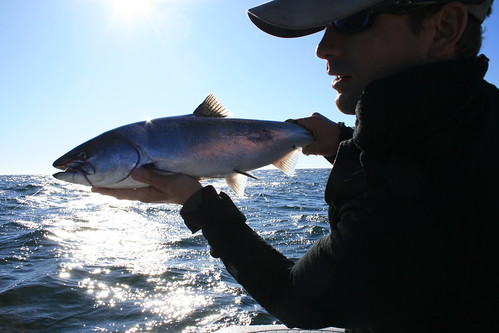 Oregon Saltwater Fly Fishing