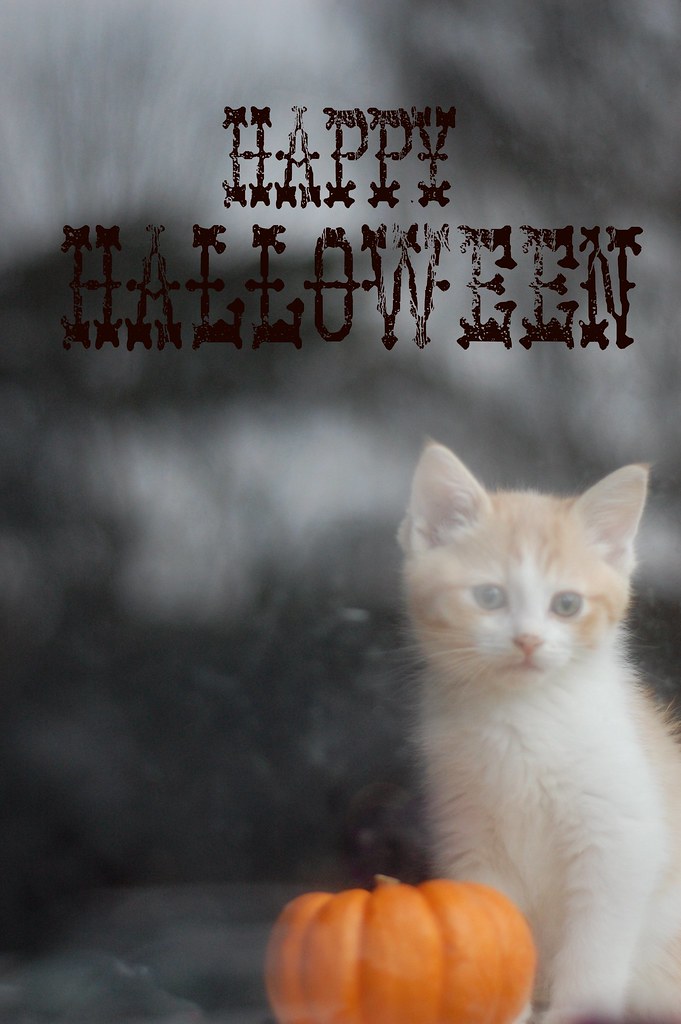 Happy Halloween from the Itty Bitty Kitty Committee!!