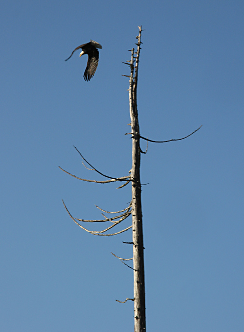 a bald eagle leaves its perch atop a tree near Kasaan, Alaska