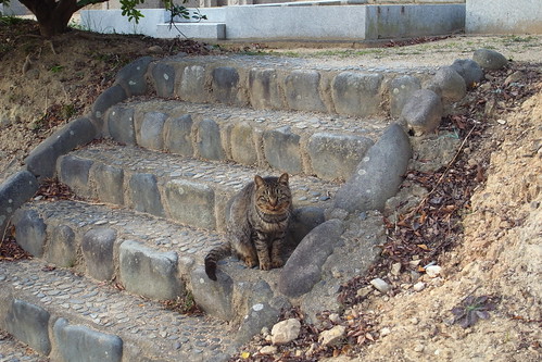 Today's Cat@2010-01-04