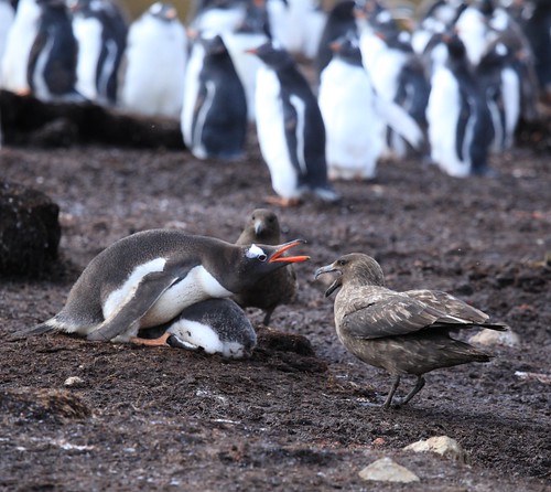 Gentoo Penguin guards its chick from Brown Skuas by Liam Q