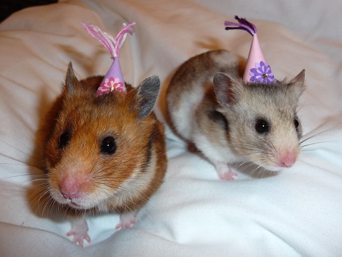 Party hamsters