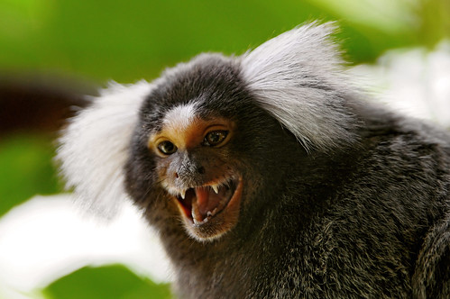  フリー画像| 動物写真| 哺乳類| 猿/サル| マーモセット|       フリー素材| 