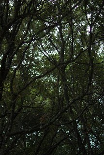 Oak forest. Bosque de encinas.