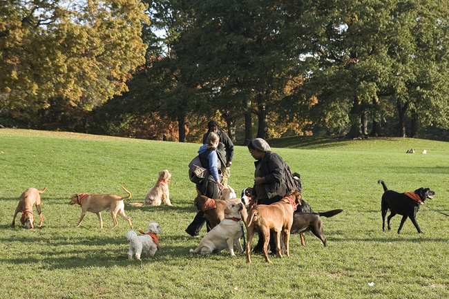 Dog pack, Prospect Park