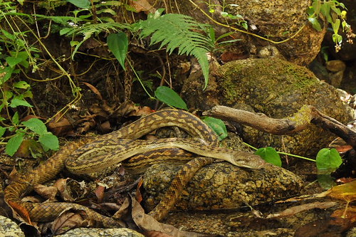 Habitat of Python Snakes, Python Snakes Habitat, The Habitat of Python Snakes