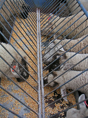 Sheep being fed corn