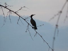 Cormorant on bamboo