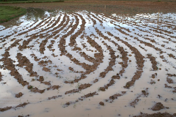 Patterns In A Paddy Field